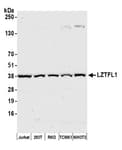 Detection of human and mouse LZTFL1 by western blot.