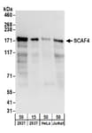 Detection of human SCAF4 by western blot.