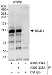 Detection of human BICD1 by western blot of immunoprecipitates.