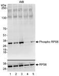 Detection of human Phospho RPS6 (S235/S236) by western blot.