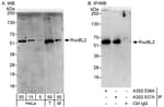 Detection of human and mouse RuvBL2 by western blot (h&amp;m) and immunoprecipitation (h).