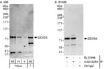 Detection of human DDX59 by western blot and immunoprecipitation.