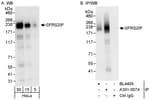 Detection of human SFRS2IP by western blot and immunoprecipitation.