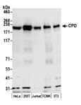 Detection of human and mouse CPD by western blot.
