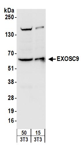 Detection of mouse EXOSC9 by western blot.