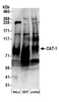 Detection of human CAT-1 by western blot.