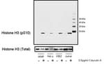 Detection of human Phospho Histone H3 (pS10) by western blot.
