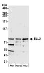 Detection of human ELL2 by western blot.