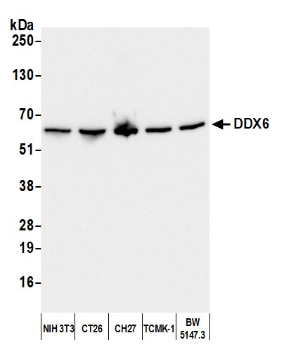 Detection of mouse DDX6 by western blot.