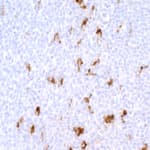 Detection of human CD68 in FFPE tonsil by IHC.