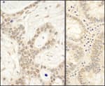Detection of human FAF1 by immunohistochemistry.