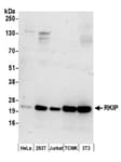 Detection of human and mouse RKIP by western blot.