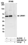 Detection of human LMAN1 by western blot of immunoprecipitates.