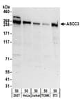 Detection of human and mouse ASCC3 by western blot.