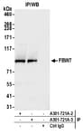 Detection of human FBW7 by western blot of immunoprecipitates.