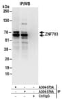 Detection of human ZNF703 by western blot of immunoprecipitates.