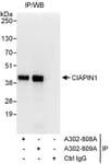 Detection of human CIAPIN1 by western blot of immunoprecipitates.