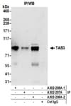 Detection of human TAB3 by western blot of immunoprecipitates.