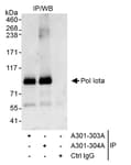 Detection of human Pol Iota by western blot of immunoprecipitaes.