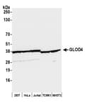 Detection of human and mouse GLOD4 by western blot.