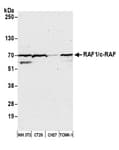 Detection of mouse RAF1/c-RAF by western blot.