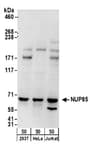 Detection of human NUP85 by western blot.