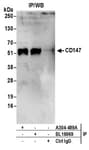 Detection of human CD147 by western blot of immunoprecipitates.
