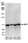 Detection of human NXF1 by western blot.