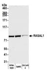 Detection of human RASAL1 by western blot.