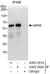 Detection of human HIP55 by western blot of immunoprecipitates.
