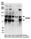 Detection of human and mouse ADAM9 by western blot.