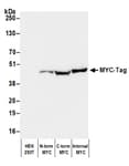 Detection of human MYC-Tag by western blot.