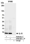 Detection of human IL-13 by western blot of immunoprecipitates.