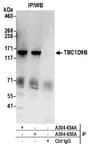 Detection of human TBC1D9B by western blot of immunoprecipitates.