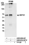 Detection of human MSTO1 by western blot of immunoprecipitates.