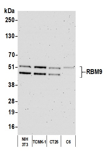Detection of human FOX2/RBM9 by western blot.