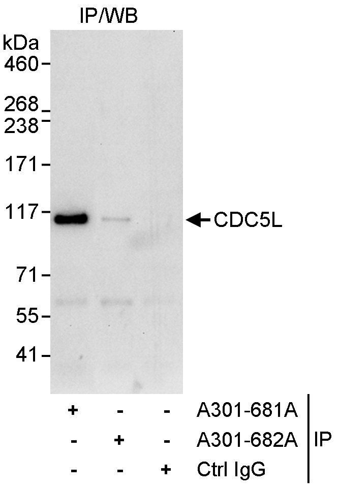 Detection of human CDC5L by western blot of immunoprecipitates.