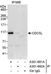 Detection of human CDC5L by western blot of immunoprecipitates.