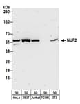 Detection of human and mouse NUF2 by western blot.
