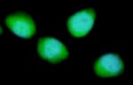 Detection of human REDD1 by immunocytochemistry.
