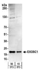 Detection of mouse EXOSC1 by western blot.