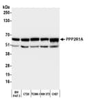 Detection of mouse PPP2R1A by western blot.
