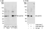 Detection of human and mouse U2AF35 by western blot (h&amp;m) and immunoprecipitation (h).