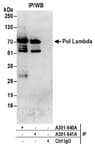 Detection of human Pol Lambda by western blot of immunoprecipitates.