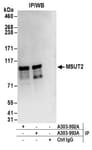 Detection of human MSUT2 by western blot of immunoprecipitates.