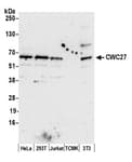 Detection of human and mouse CWC27 by western blot.