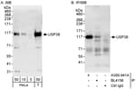 Detection of human USP38 by western blot and immunoprecipitation.