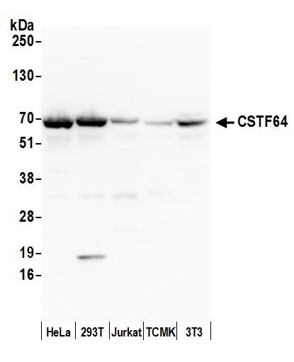 Detection of human and mouse CSTF64 by western blot.