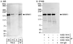 Detection of human and mouse MINK1 by western blot (h&amp;m) and immunoprecipitation (h).