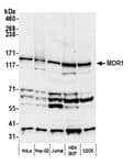 Detection of human MDR1 by western blot.
